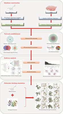 Melatonin: Multi-Target Mechanism Against Diminished Ovarian Reserve Based on Network Pharmacology